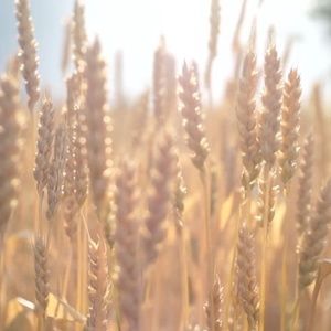 Meet your Posher, Nigel